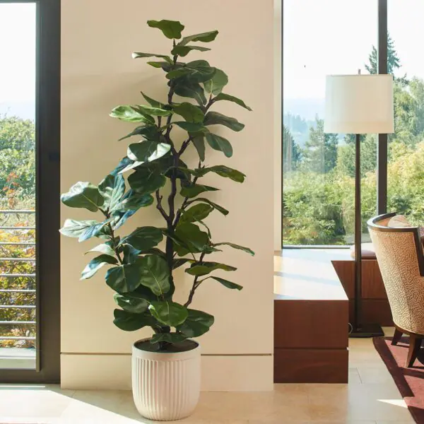 Artificial 6.5ft Fiddle Fig Tree in Planter