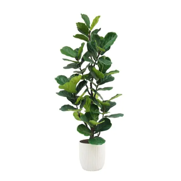 Artificial 6.5ft Fiddle Fig Tree in Planter - Image 6