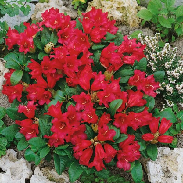 Rhododendron Bengalen Potted Evergreen Shrub